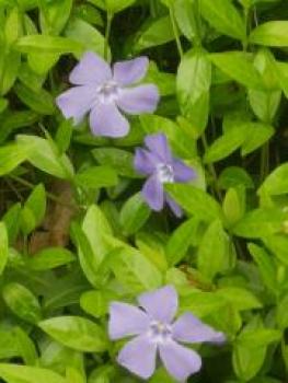 Preview: Immergrün in Bio-Qualität zum Räuchern (Vinca)